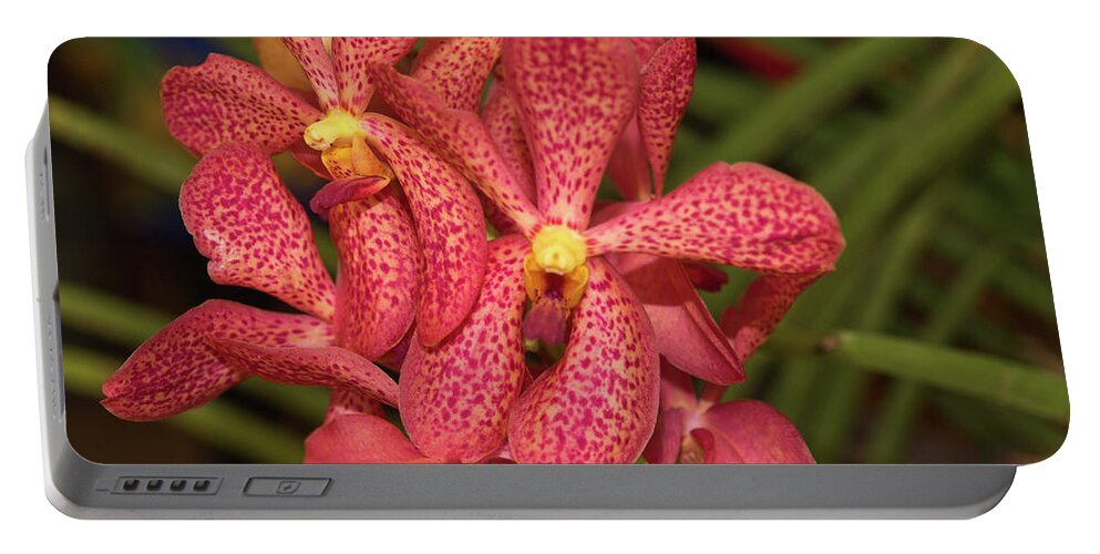 Dakak Resort Portable Battery Charger featuring the photograph Pink And Yellow Orchid by David Desautel
