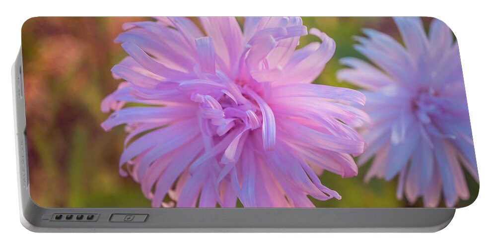 Pink Asters Portable Battery Charger featuring the photograph Pink Asters by Lilia S