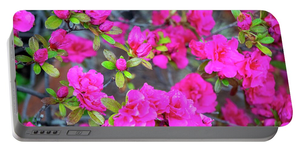 Pink Azaleas Spring Bloom Portable Battery Charger featuring the photograph Pink Azaleas Spring Bloom by Frank Wilson