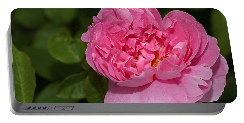 Rose Portable Battery Charger featuring the photograph Pink Beauty II by Mingming Jiang