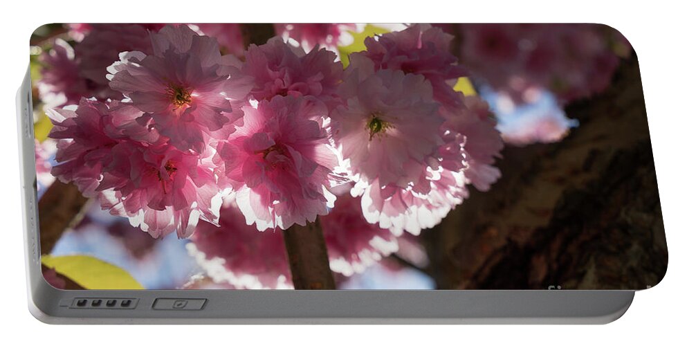 Pink Flowers Portable Battery Charger featuring the photograph Pink blossoms of ornamental cherry and sunlight 5 by Adriana Mueller