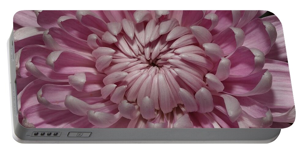 Chrysanthemum Portable Battery Charger featuring the photograph Pink Chrysanthemum 3 by Mingming Jiang
