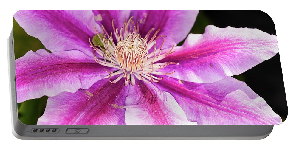 Clematis Portable Battery Charger featuring the photograph Pink Clematis Flower Photograph by Louis Dallara