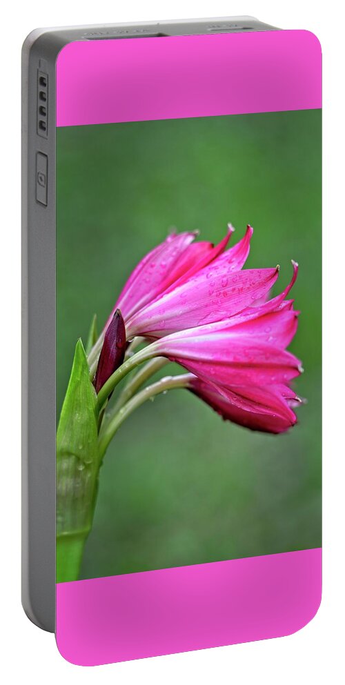 Lily Portable Battery Charger featuring the photograph Pink Lily Raindrops by Carolyn Marshall