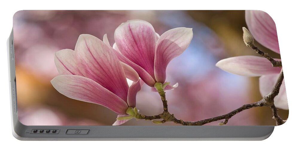 Pink Magnolia Flowers Portable Battery Charger featuring the photograph Pink Magnolia Flowers by Lynn Hopwood