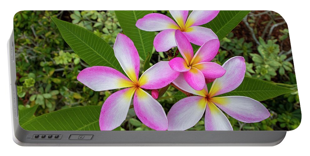 Flower Portable Battery Charger featuring the photograph Pink Plumeria Flower by Blair Damson
