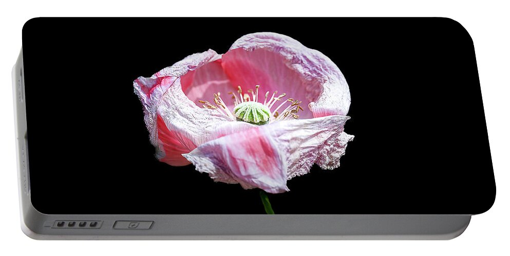 Poppy Portable Battery Charger featuring the photograph Pink Poppy on Black by Cheri Freeman