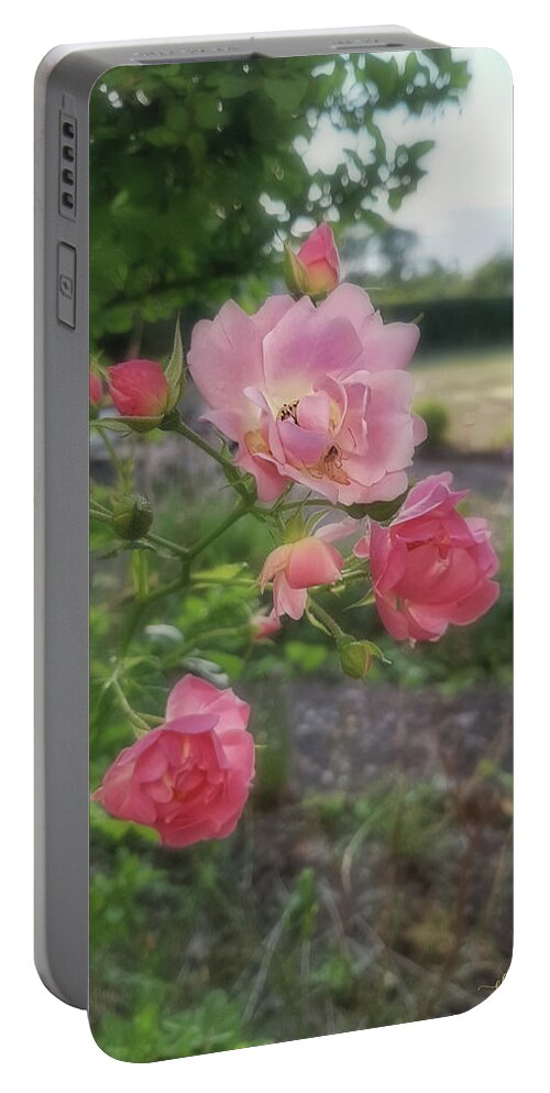 Pink Portable Battery Charger featuring the photograph Pink Rose and Spider by Elaine Berger