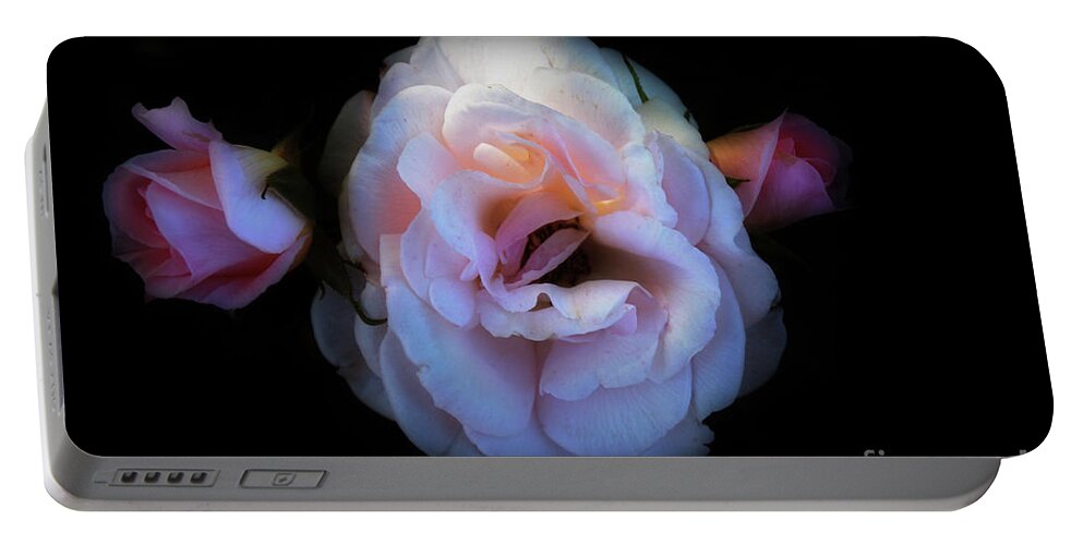 Flowers Portable Battery Charger featuring the photograph Pink Rose by Elaine Teague