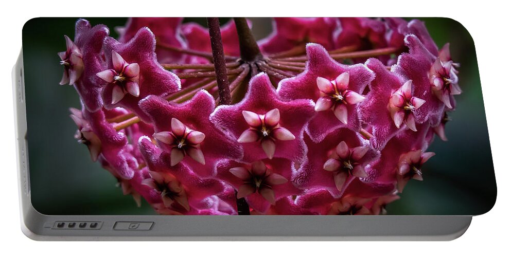 Pink Portable Battery Charger featuring the photograph Pink Silver Porcelain Flower by Steven Sparks