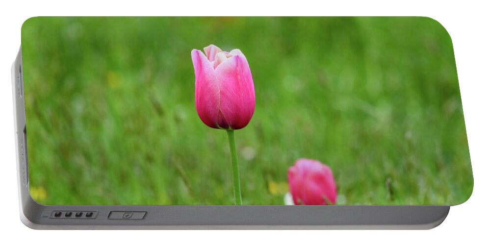 Tulip Portable Battery Charger featuring the photograph Pink Tulip by Andrew Lalchan