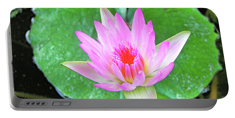 Pink Portable Battery Charger featuring the photograph Pink Waterlily Flower by David Lawson