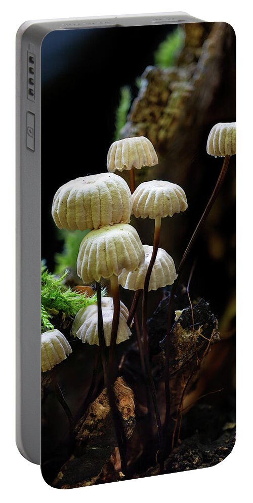 Marasmius Rotula Portable Battery Charger featuring the photograph Pinwheel Mushroom by Weston Westmoreland