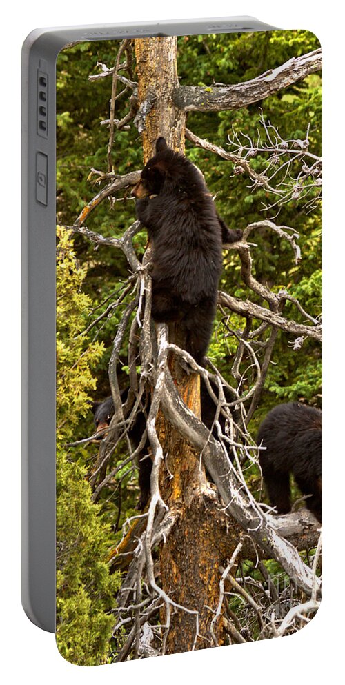 Black Bears Portable Battery Charger featuring the photograph Play Time In The Tree Tops by Adam Jewell
