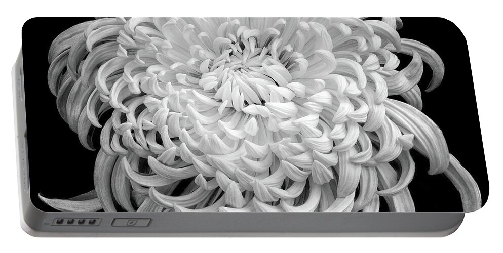 Chrysantemum Portable Battery Charger featuring the photograph Playful Mood by Elvira Peretsman