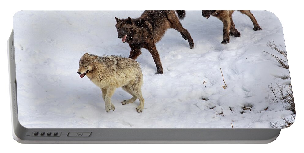 Wild Wolf Portable Battery Charger featuring the photograph Playful Yellowstone Wolves by Mark Miller