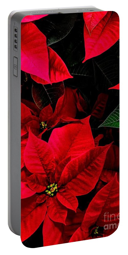Poinsettia Portable Battery Charger featuring the photograph Poinsettia by Jimmy Chuck Smith
