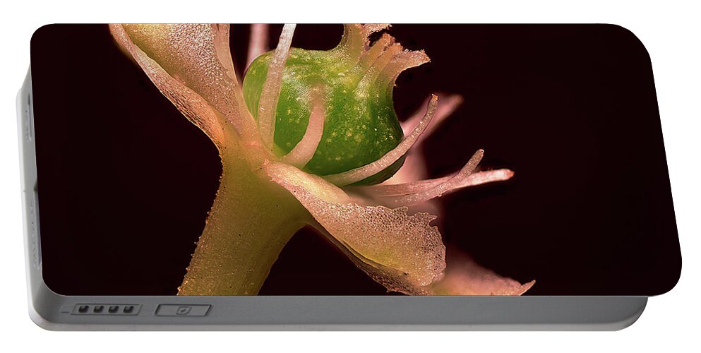 Poke Sallet Portable Battery Charger featuring the photograph Poke Sallet Flower From Side by Daniel Reed