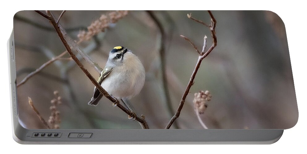 Bird Portable Battery Charger featuring the photograph Poofy Kinglet by Linda Bonaccorsi