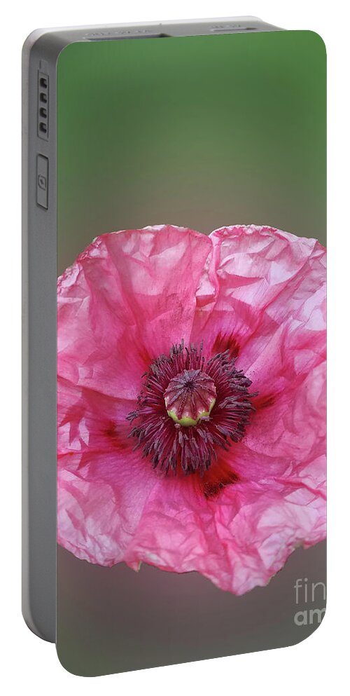 Poppy Portable Battery Charger featuring the photograph Popping Pobby by Carol Eliassen