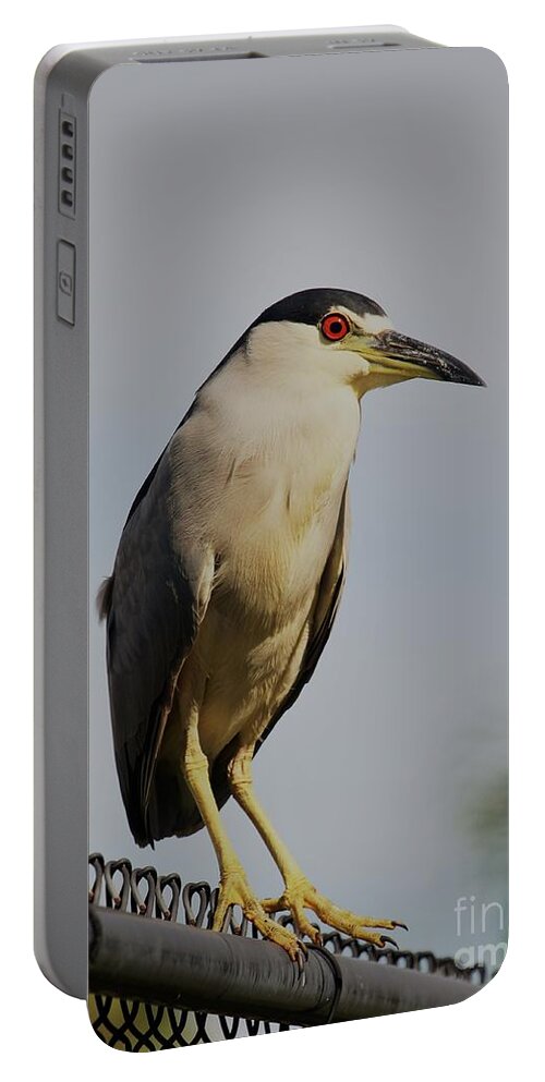 Herons Portable Battery Charger featuring the photograph Portrait of a Black Crowned Night Heron by Joanne Carey