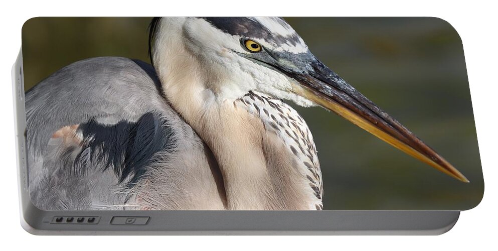 Blue Heron Portable Battery Charger featuring the photograph Portrait of a Great Blue Heron by Mingming Jiang