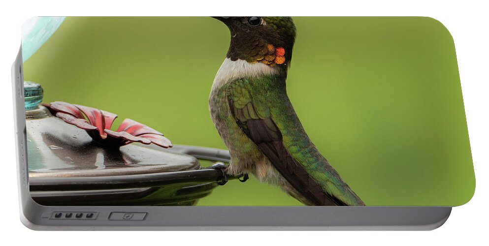 Ruby Throated Hummingbird Portable Battery Charger featuring the photograph Portrait of a Hummingbird by Sandra J's