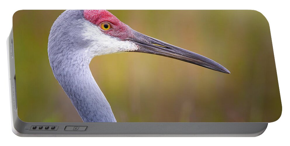 Sandhill Crane Portable Battery Charger featuring the photograph Portrait of a Sandhill Crane by Mark Andrew Thomas