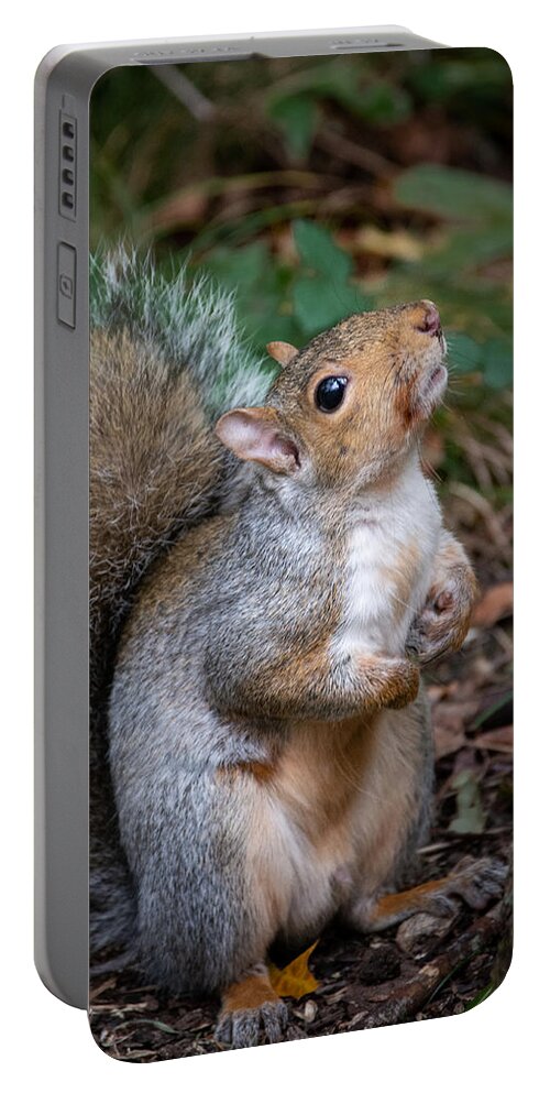 Squirrel Portable Battery Charger featuring the photograph Posing Squirrel by Linda Bonaccorsi