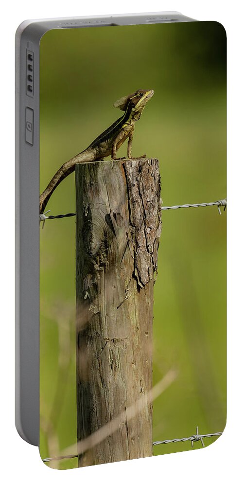 Brown Basilisk Portable Battery Charger featuring the photograph Postal Sunbathing by RD Allen