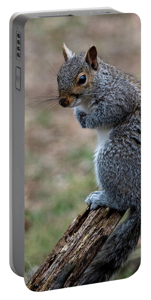 Mammal Portable Battery Charger featuring the photograph Posted by Cathy Kovarik