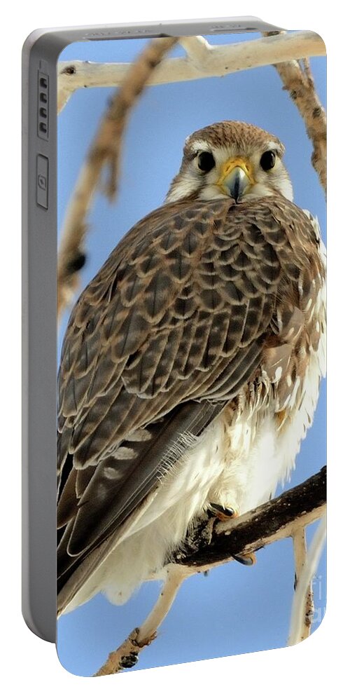 Animals Portable Battery Charger featuring the photograph Prairie Falcon by Robert Buderman