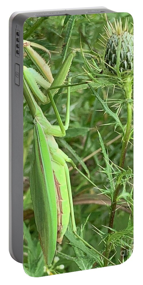  Portable Battery Charger featuring the photograph Praying Mantis by Annamaria Frost