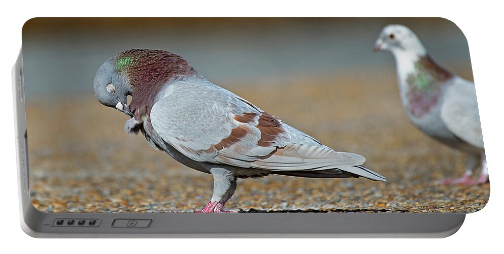 Rock Pigeon Portable Battery Charger featuring the photograph Preening Rock Pigeon by Rhonda McClure