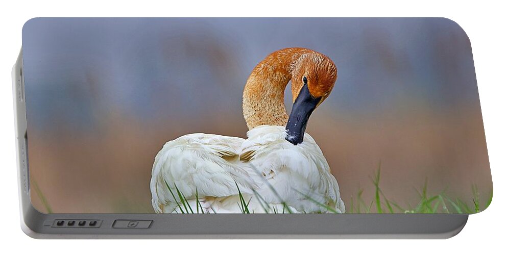 Rainbow Sky Portable Battery Charger featuring the photograph Preening Swan by Yvonne M Smith