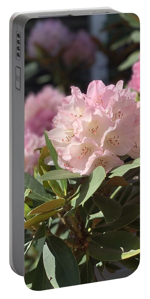 Rhododendron Portable Battery Charger featuring the photograph Pretty in Pink by Juliette Becker