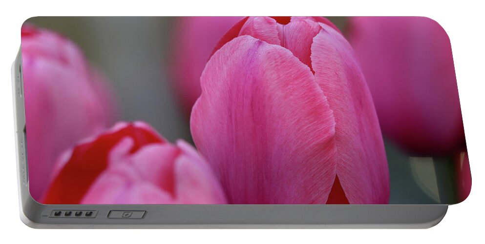 Tulip Portable Battery Charger featuring the photograph Pretty in Pink by Mary Anne Delgado