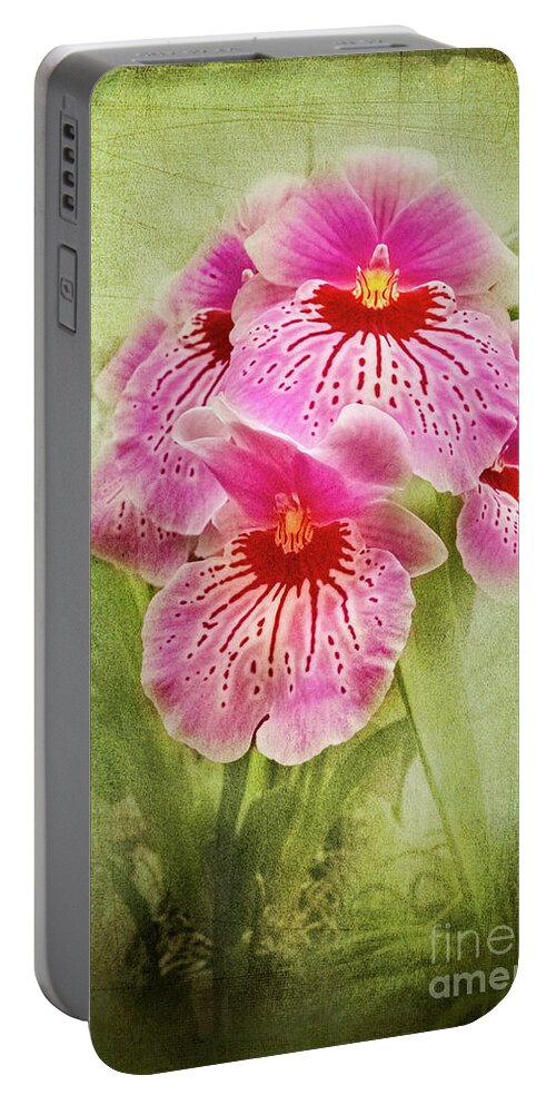 Pansy Portable Battery Charger featuring the photograph Pretty Pansy Orchid by Marilyn Cornwell