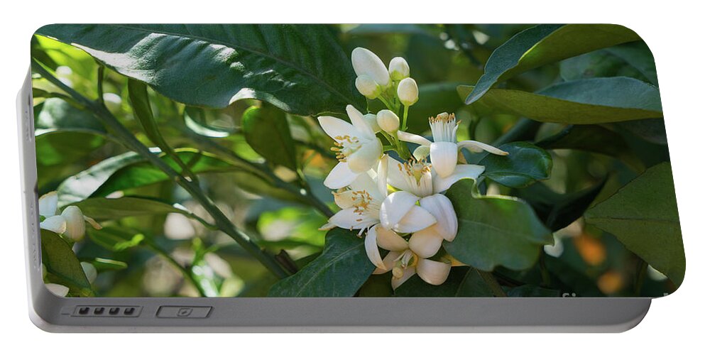 Orange Blossom Portable Battery Charger featuring the photograph Pretty white orange blossoms and green leaves by Adriana Mueller