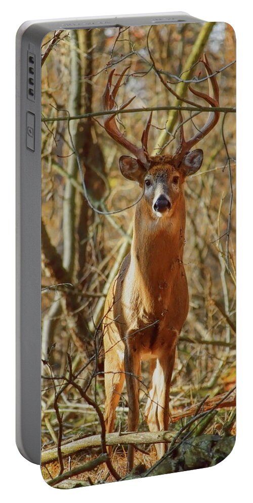 Wildlife Portable Battery Charger featuring the photograph Prince Of The Forest by Dale Kauzlaric