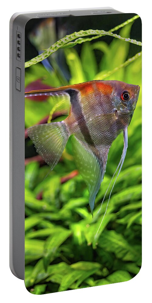 Pterophyllum Portable Battery Charger featuring the photograph Pterophyllum Scalare Freshwater Angelfish by Artur Bogacki