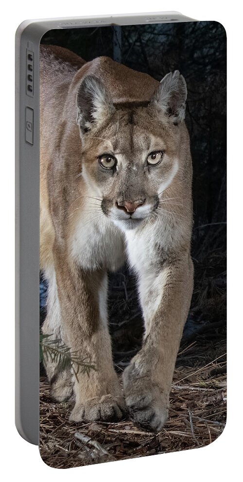 Puma Portable Battery Charger featuring the photograph Puma Concolor by Randy Robbins
