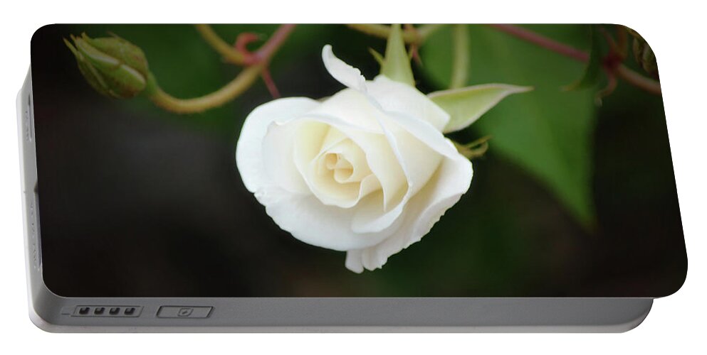 Faith Portable Battery Charger featuring the photograph Pure White Rose Love Patience and Scripture by Gaby Ethington