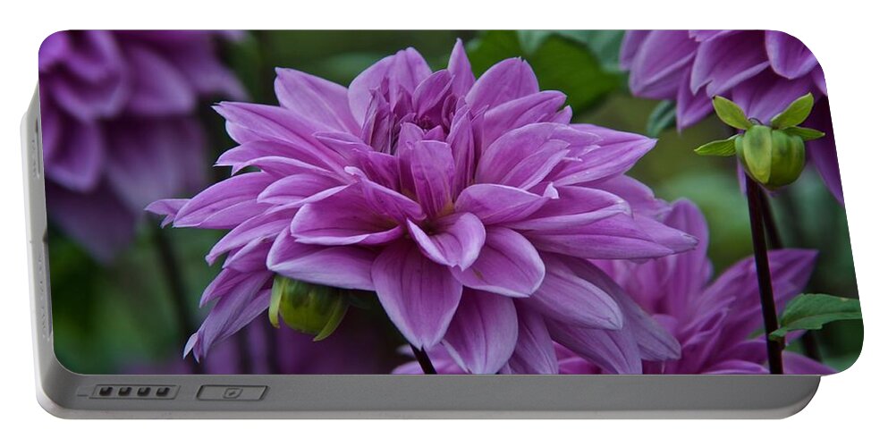 Dahlia Portable Battery Charger featuring the photograph Purple Dahlias August 2022 by Richard Cummings