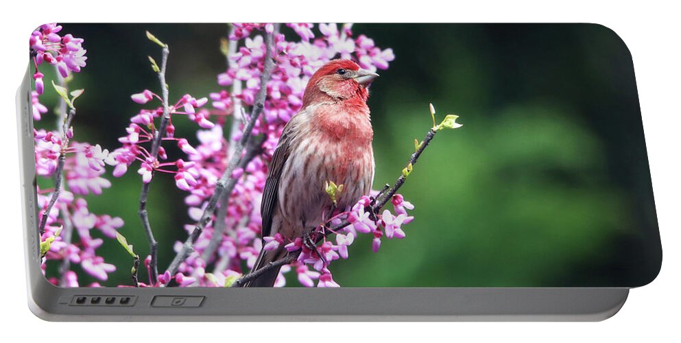 Birds Portable Battery Charger featuring the photograph Purple Finch in the Redbud Tree by Trina Ansel