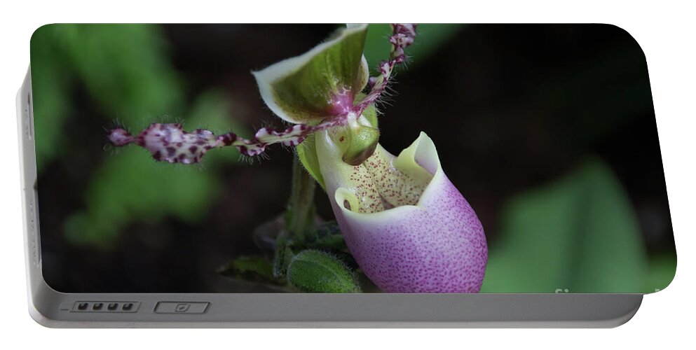 Nature Portable Battery Charger featuring the photograph Purple orchid by Agnes Caruso
