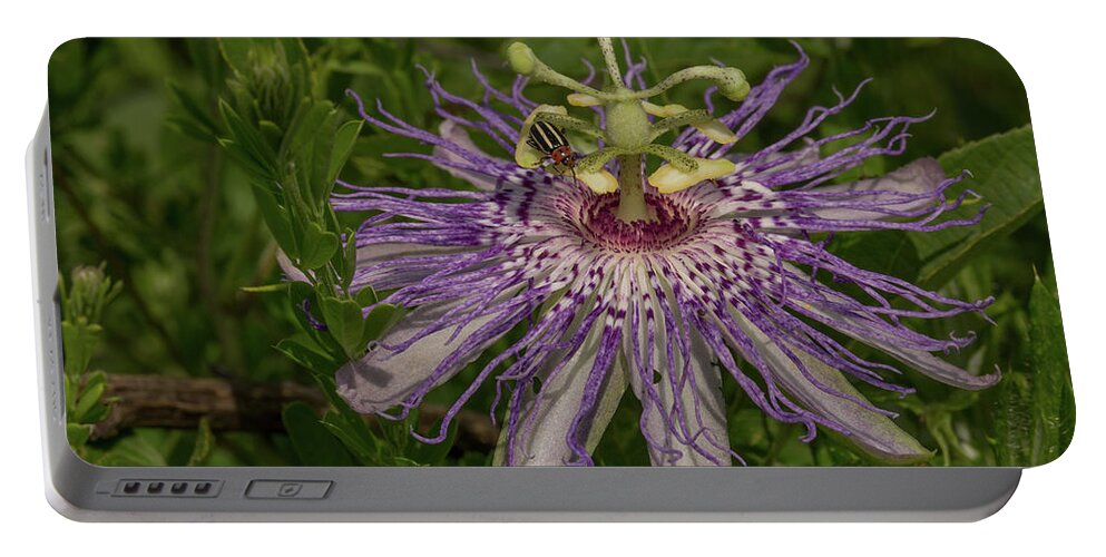 Flower Portable Battery Charger featuring the photograph Purple Passionflower by Doug McPherson