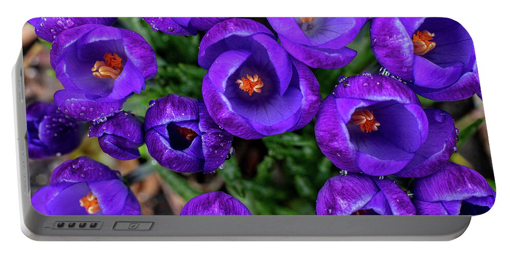 Spring Portable Battery Charger featuring the photograph Purple Rain by Kevin Suttlehan