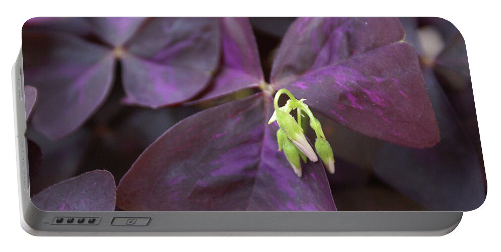  Portable Battery Charger featuring the photograph Purple Shamrock Buds by Heather E Harman