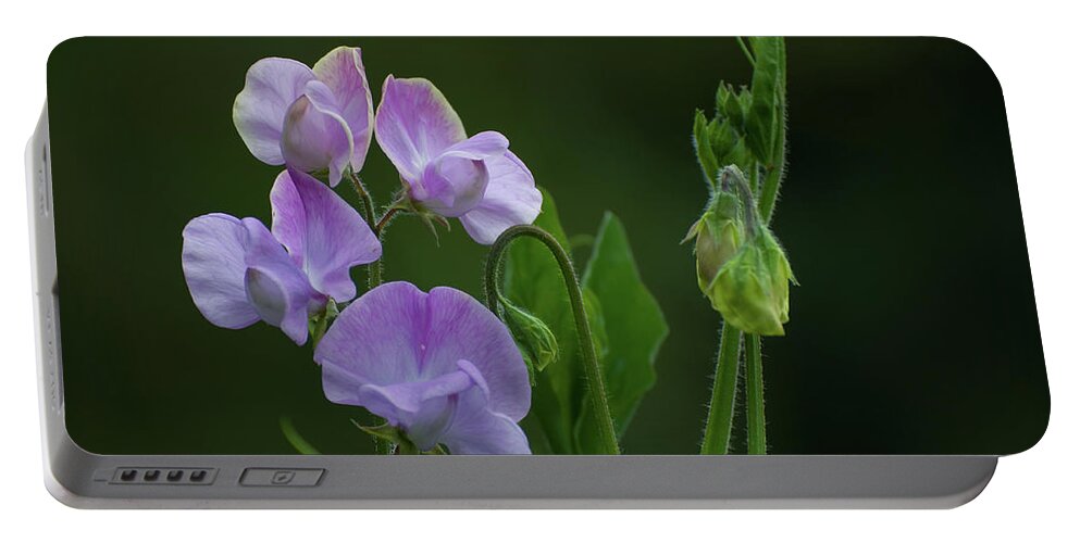 Sweet Pea Portable Battery Charger featuring the photograph Purple Sweet Peas by Rob Hemphill